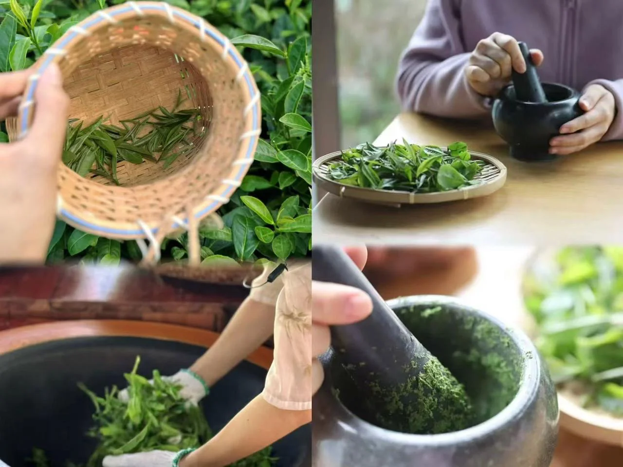 Tea Processing Demonstrations - image 1