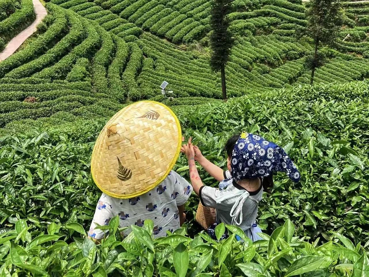 Tea Experience 1: Hands-On Tea Picking - image 1