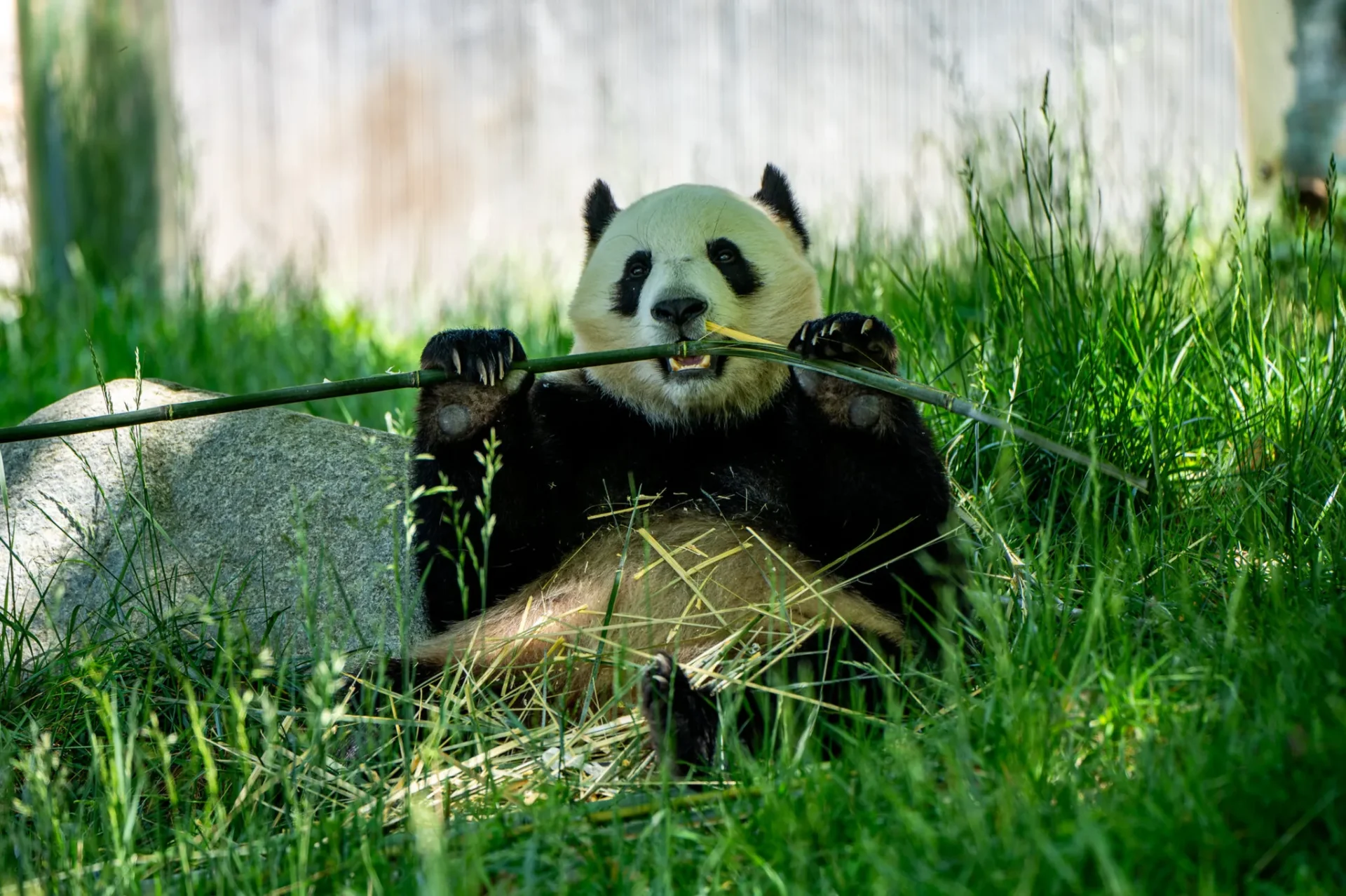 DAY 1: Chengdu to Panda Haven & Siguniang Mountain's Embrace - image 1