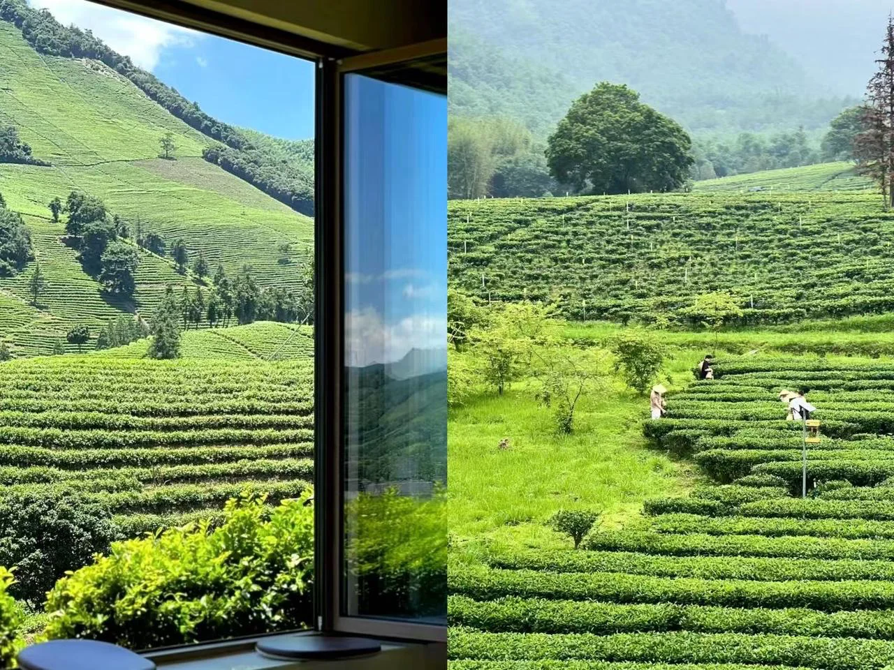 Tea Experience 1: Hands-On Tea Picking - image 2