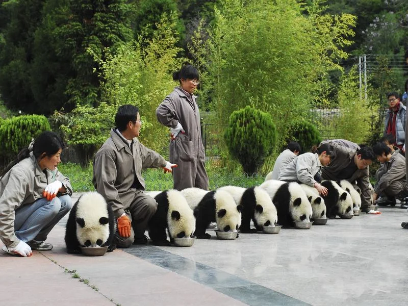 DAY 1: Chengdu to Panda Haven & Siguniang Mountain's Embrace - image 2