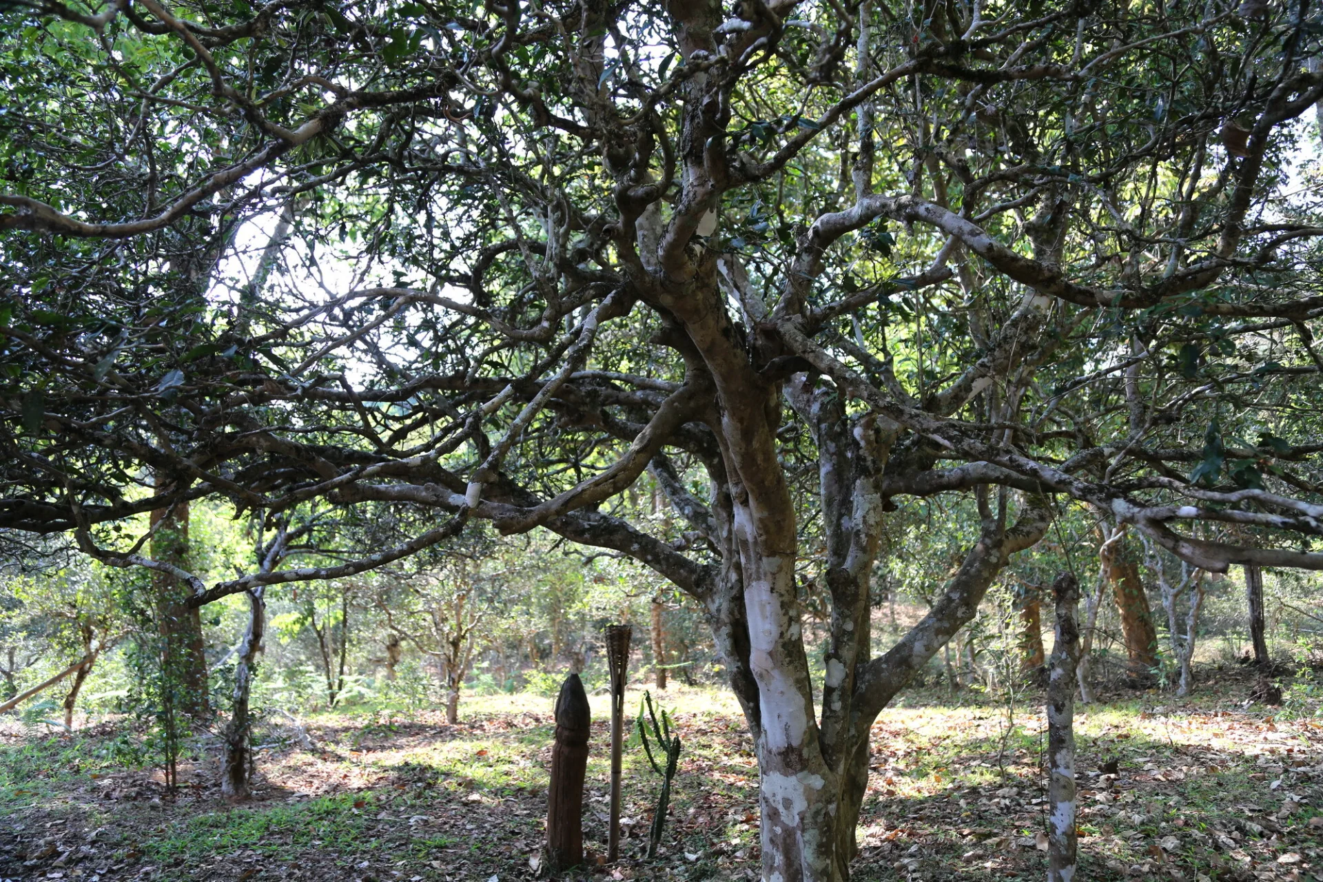 DAY 1: Ancient Tea Origins & Dai Cultural Gems - image 2